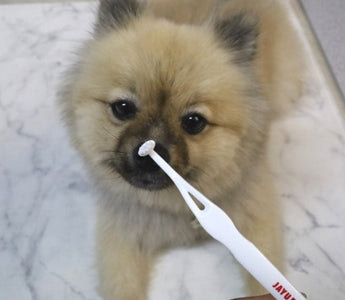 犬・猫の歯みがきガイド｜あなたの子に合う歯ブラシは？