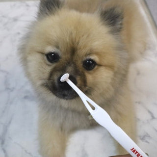 犬・猫の歯みがきガイド｜あなたの子に合う歯ブラシは？
