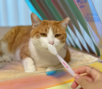 猫の顎ニキビ・黒ずみに｜ブラックシードブラシの使い方ガイド
