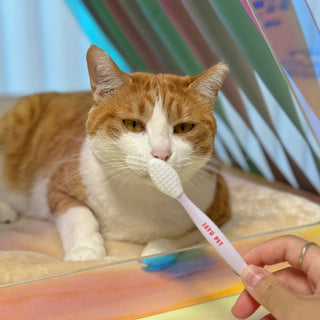 猫の顎ニキビ・黒ずみに｜ブラックシードブラシの使い方ガイド