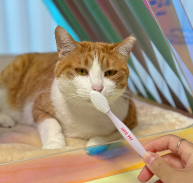猫の顎ニキビ・黒ずみに｜ブラックシードブラシの使い方ガイド